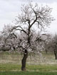 صدای پای بهار
